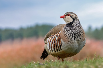 French partridge
