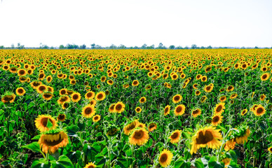 Obraz premium A field of blooming sunflowers. Field of sunflowers in summer in Sunny weather