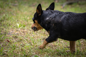 funny portrait of a black dog with a mouse in its mouth,proud