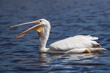 swalloing white pelican on water