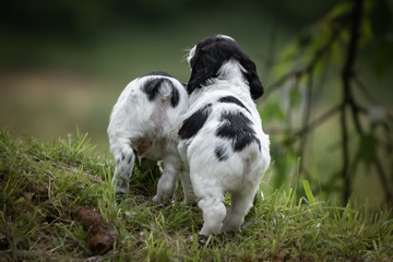 Naklejka na ściany i meble cute and curious couple of black and white baby brittany spaniel dogs puppy portrait, playing and exploring, back view