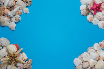 Exotic Seashell Decorative Composition Flat Lay