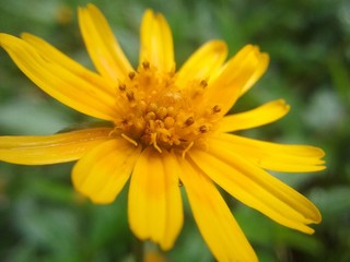 closeup of yellow flower