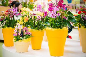 beautiful Phalaenopsis orchid flowers. beautiful flowers © EwaStudio