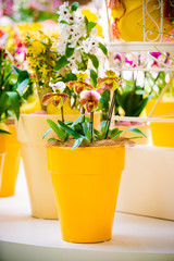 beautiful Phalaenopsis orchid flowers. beautiful flowers