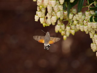 mariposa esfinge colibri en flor de madroño © joseantonio