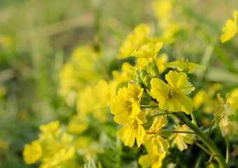 wild yellow flowers on the background of a summer glade close-up