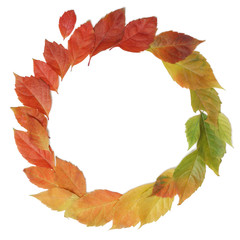 Autumn leaves rainbow color gradient circle composition isolated on white.