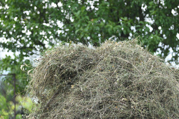 Haystack rakes and forks on meadow in the village
