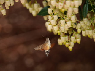 mariposa esfinge colibri y flor de madroño © joseantonio