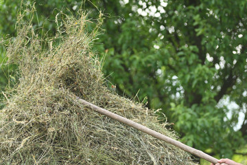 Haystack rakes and forks on meadow in the village