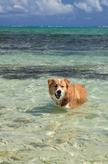 Ginger and white dog with smiley face coolingoff in the sea