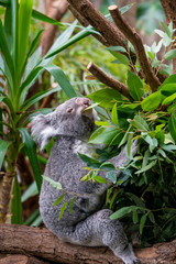 Koala on a branch of eucalyptus tree