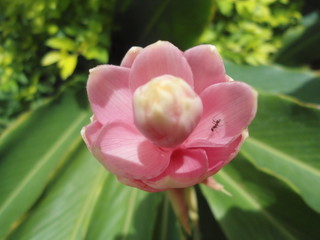 Baston del Emperador