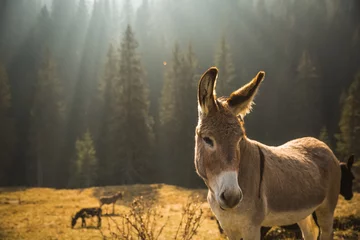 Foto auf Alu-Dibond Dolomiten im Herbst Oktober 2018 Landschaft Berge Licht Fotografie © PawelUchorczak