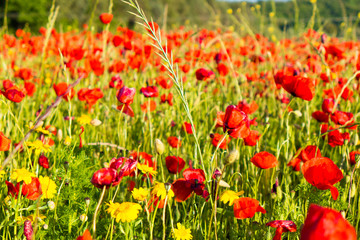 Fototapeta na wymiar Poppy flowers in the tuscan countryside in Italy