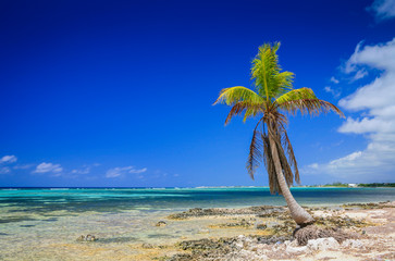 Palm tree on a tropical island
