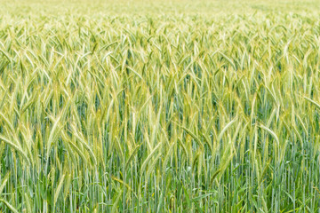 Wheat flied panorama.  rural countryside