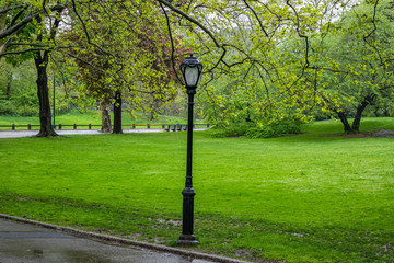 Raining in Central Park, New York city. Spring fresh tree foliage and green grass