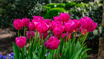 Red tulips on blur green background, sunny spring day