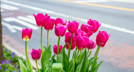 Red tulips on blur city street background. Sunny spring day in New York city.