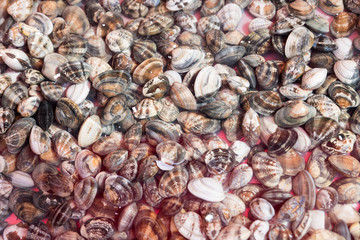 Fish at the market
