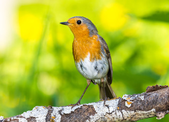 Fototapeta premium robin