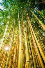 Bamboo forest.  nature background . bamboo plant