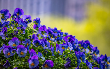 Blue purple color pansies in a pot, sunny spring day. New York streets downtown.