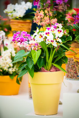 beautiful plant orchid flower. beautiful flowers