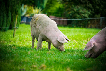 pig  standing on a grass lawn.