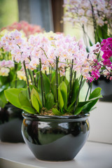 beautiful plant orchid flower. beautiful flowers