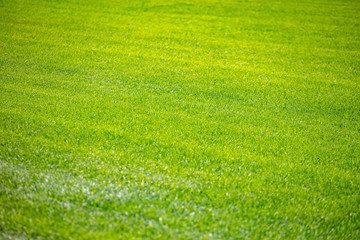 Obraz na płótnie Canvas Green grass background, texture, sunny spring day.