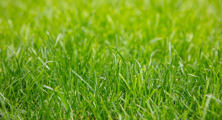 Green grass background, texture, sunny spring day. Close up view
