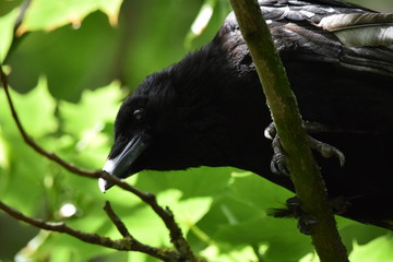 close up of a crow on a tree