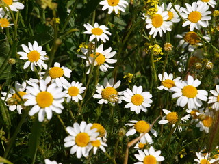 margaritas silvestres