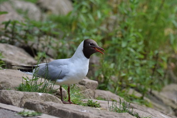 black headed gull on some rocks