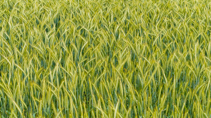 green wheat field and sunny day