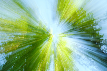 Abstract image of tree in countryside. Created by zooming out while closing shutter. Zoom speed blured motion.