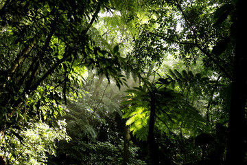tropical forest