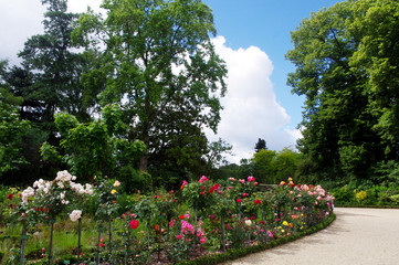 Une all&eacute;e du Thabor