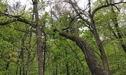 Winding Trees