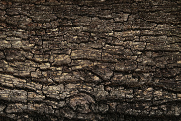 Bark texture background pattern crack old brown for design. Rough texture of natural wood