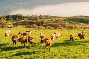 Many young cows graze on alpine pasture with amazing view of swiss lake Geneva on background