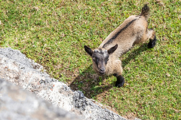 Brown goat raised his head up standing on the green grass