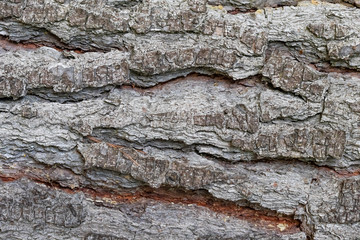 View of the bark of an old large tree at close range
