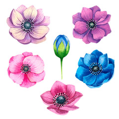 Set of hand-drawn beautiful watercolor flowers anemone.  For wedding design, invitations and greeting cards. Isolated object on white background.