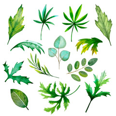 Set of hand-drawn beautiful watercolor leaves. Collection of fresh green foliage for your eco-design.