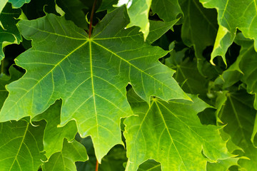 Green maple leafs nature background