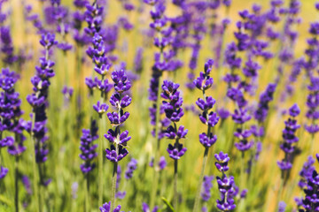 Flowers in the lavender fields in summer day